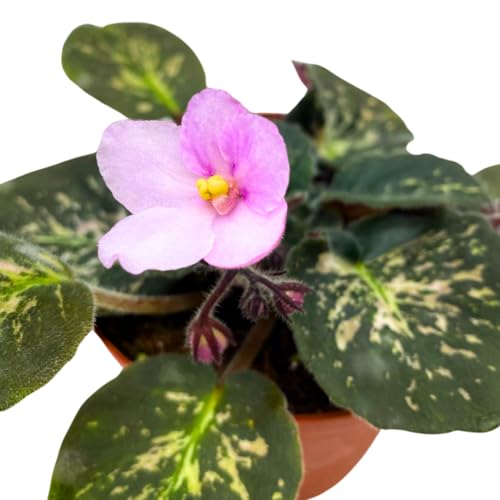 Harmony Foliage African Violet Genetic Blush, Mosaic Variegated 4 inch Pink Flower