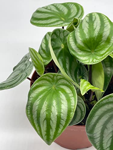 BubbleBlooms Watermelon Peperomia in a 6 inch Pot Peperomia Argyreia