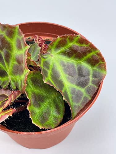 BubbleBlooms Harmony's Begonia Rajah in a 4 inch Pot Extremely Rare Homegrown Exclusive