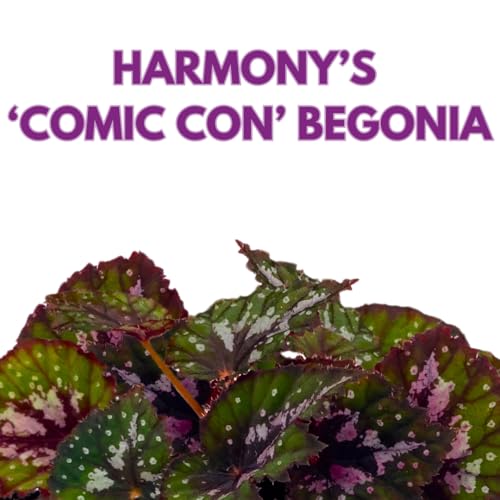 Harmony Foliage Harmony's Comic Con Begonia Rex 4 inch Pink Green Curly