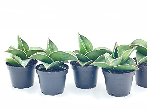 BubbleBlooms Sansevieria Snakeplant Variety Bundle, Braided cylindrica Dragon Fingers, Samurai Dwarf ehrenbergii, Cylindrical Starfish Snake Plant boncel