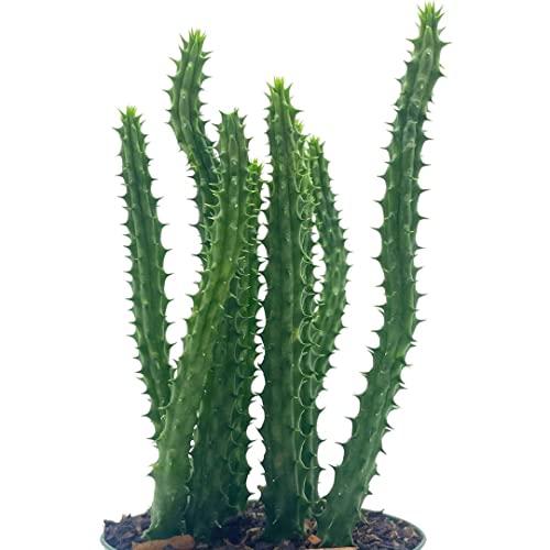 BubbleBlooms Huernia Red Dragon Stapelia Cactus/Huernia penzigii, in 4 inch Pot