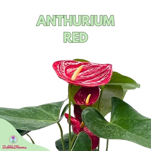 BubbleBlooms Anthurium Red Flamingo Lily andraeanum Linden ex Andre Painter's Palette in a 4 inch Pot