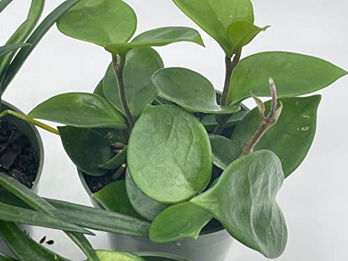 BubbleBlooms Hoya Assortment Set, 5 Different Hoyas in 4 inch pots Grower's Choice