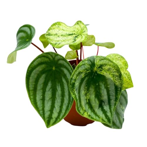Harmony Foliage Harmony's Gold Dust in a 4 inch Pot peperomia Variegated Watermelon pep Sport