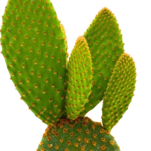 BubbleBlooms Bunny-Ears Prickly-pear Copper Red, 3 inch Pot Opuntia microdasys