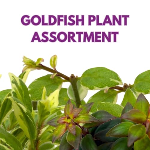 Harmony Foliage Columnea Goldfish Plant Assortment Set of 3 in a 2 inch Pot