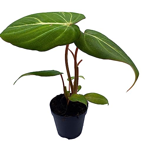 philodendron creeper plants BubbleBlooms Philodendron Gloriosum, Anthurium Gloriosum, Velvet Philodendron, Creeper Plant in 2 inch Pot