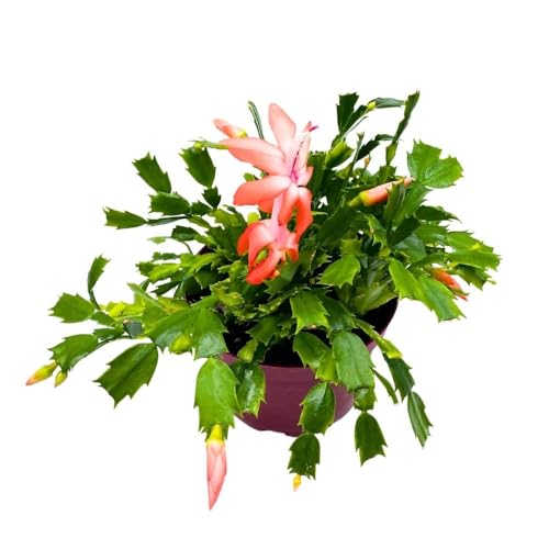 BubbleBlooms Christmas Cactus, 6 inch Holiday Cactus Thanksgiving Cactus, Crab Cactus, Easter Cactus, Seasonal Flowering