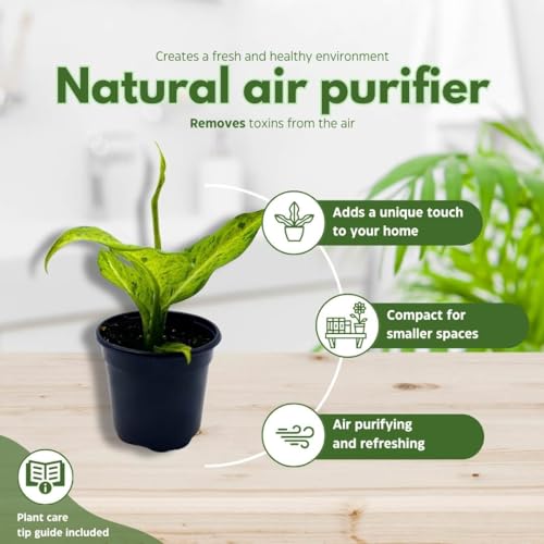 BubbleBlooms Dieffenbachia Camouflage in a 4 inch Pot Variegated Dumb Cane