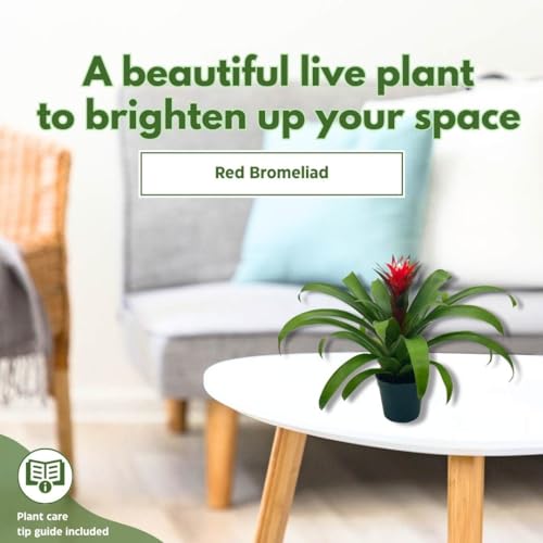 BubbleBlooms Red Bromeliad in a 4 inch Pot Guzmania monostachia