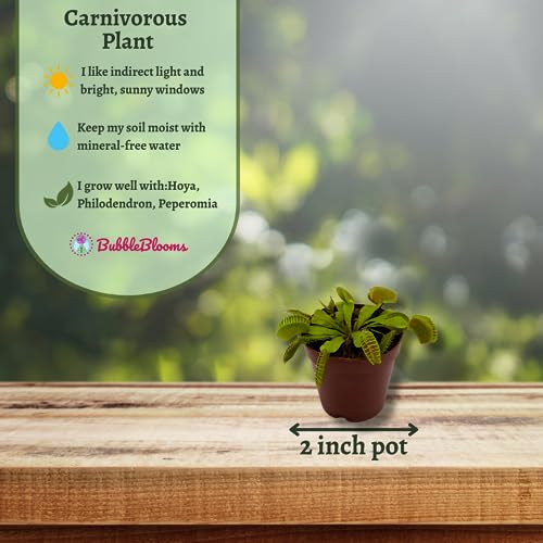 BubbleBlooms Red Venus Fly Trap, Carnivorous Plant, Venus's Flytrap, Dionaea muscipula, Fine Comb Saw Tooth, 2 inch Pot