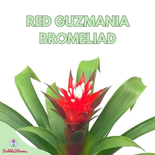 BubbleBlooms Red Bromeliad in a 4 inch Pot Guzmania monostachia
