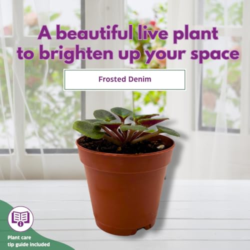 Harmony Foliage Mini African Violet Frosted Denim 2 inch Blue White Flower