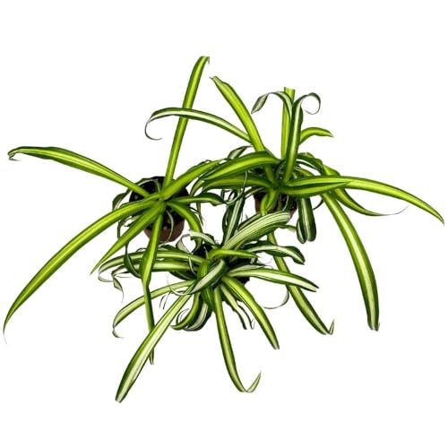 BubbleBlooms Spider Plant Chlorophytum comosum, 2 inch Set of 3, Tiny Mini Pixie Plant