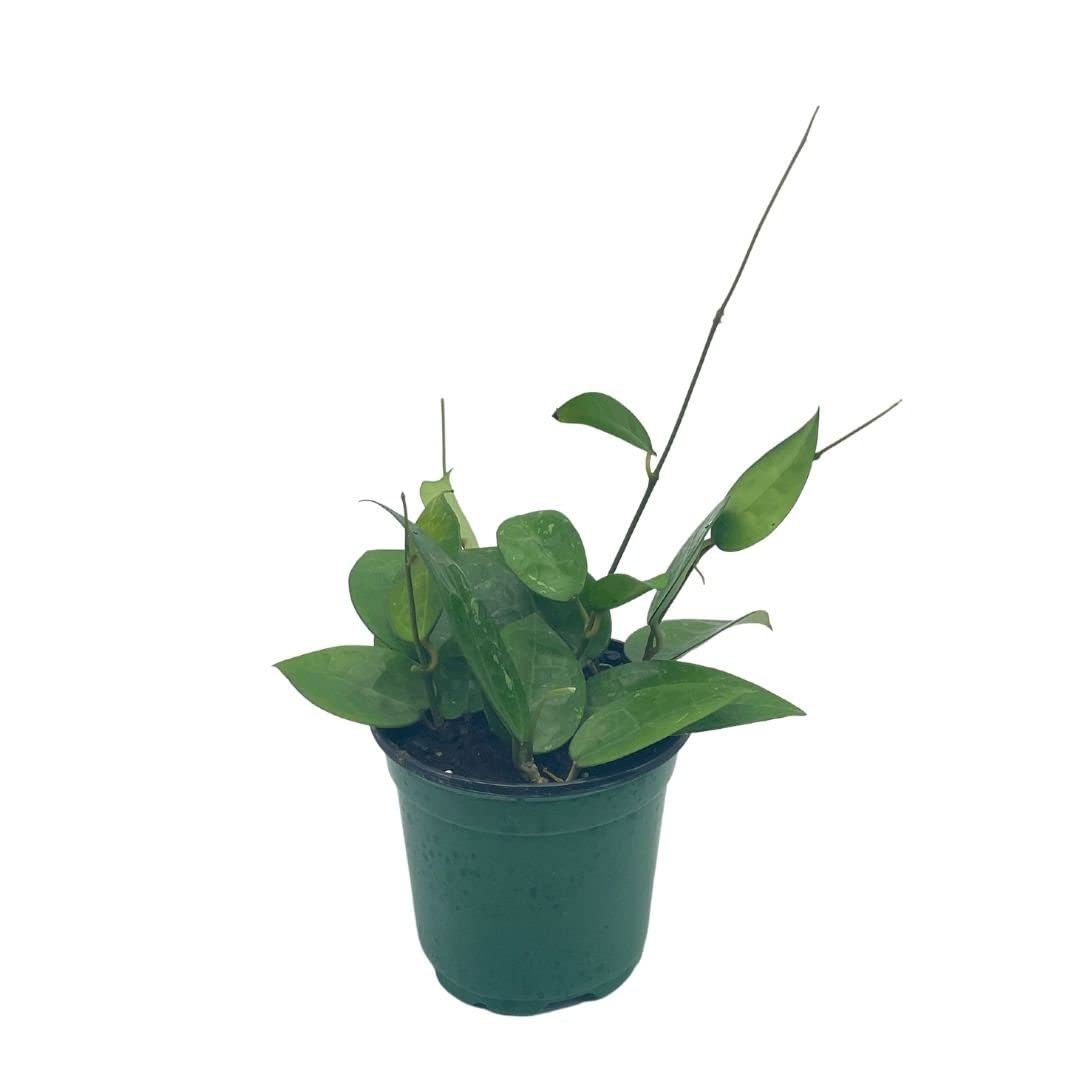 BubbleBlooms Hoya Black Margin, Parasitica, in 4-inch Pot, Rare Limited Collectors Plant