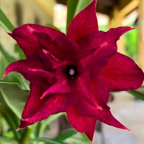 BubbleBlooms Desert Rose Medusa in a 4 inch Pot Extremely Rare Flower