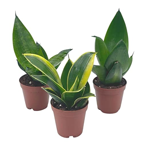 BubbleBlooms Sansevieria Trifasciata Assortment 3 Different Dwarf Rosette-Shaped Snake Plants in 2 inch pots