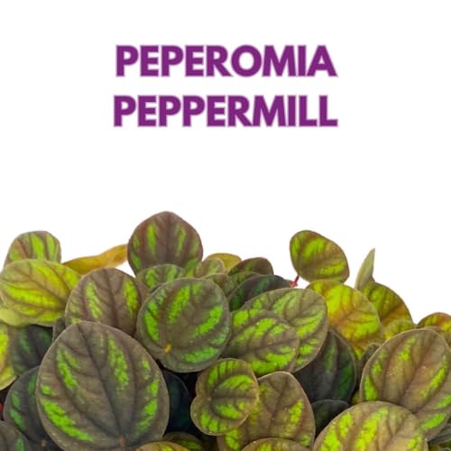 Harmony Foliage Peperomia Peppermill Ripple in a 3 inch Pot