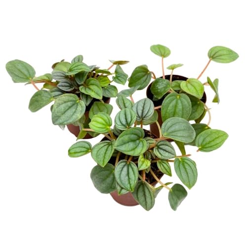 BubbleBlooms Peperomia Frost, 2 inch Set of 3, Ripple Caperata Tiny Mini Pixie Plants