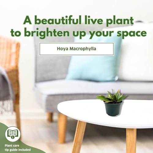 BubbleBlooms Hoya Macrophylla in a 6 inch Pot Wax Plant