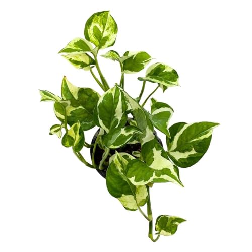 BubbleBlooms Njoy Pothos in a 4 inch Pot Epipremnum aureum pinnatum Variegated House Plant