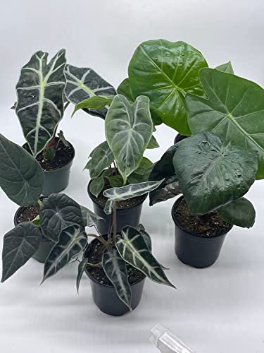 BubbleBlooms Alocasia Assortment Set, 6 Different Alocasias in 4 inch pots Grower's Choice