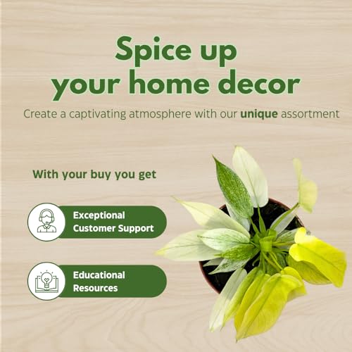 BubbleBlooms Rare Variegated Philodendron Assortment in 4 inch Pots Set of 3