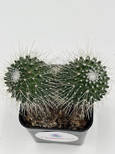 BubbleBlooms Un Pico Mammillaria spinosissima Spiny Pincushion Cactus, Well Rooted Potted Starter