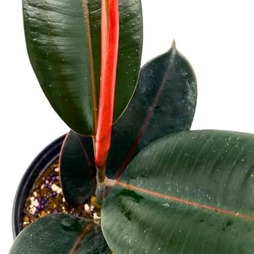 BubbleBlooms Ficus elastica Burgundy 6 inch India Rubber Tree Decora Fig Plant