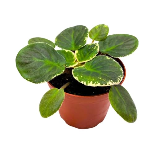 Harmony Foliage Variegated African Violet Playful Kisses, 4 inch Pink Flower with Pinker Spots Saintpaulia Gesneriads