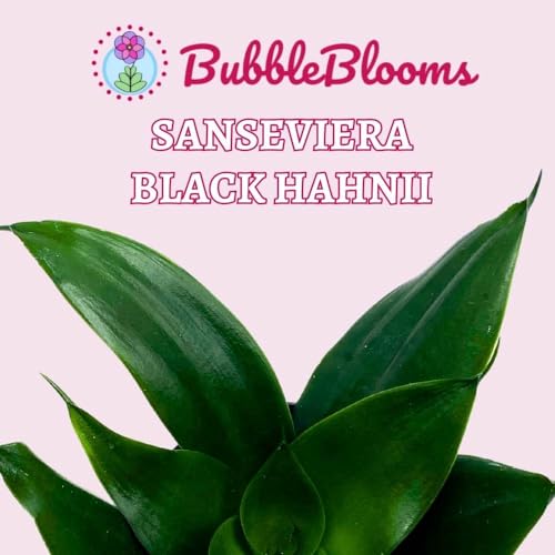 BubbleBlooms Black Hahnii Jade Star Sansevieria Snake Plant in a 4 inch Pot Solid Green