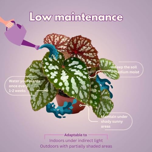Harmony Foliage Betsy, Rhizomatous Begonia Rhizo in a 4 inch Pot Rare Blue Iridescent