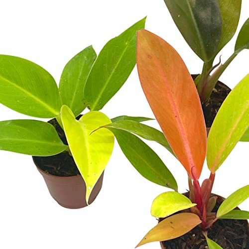 BubbleBlooms Philodendron Assortment Set, 2 inch pots, 4 Different Philo Imperial House Plants