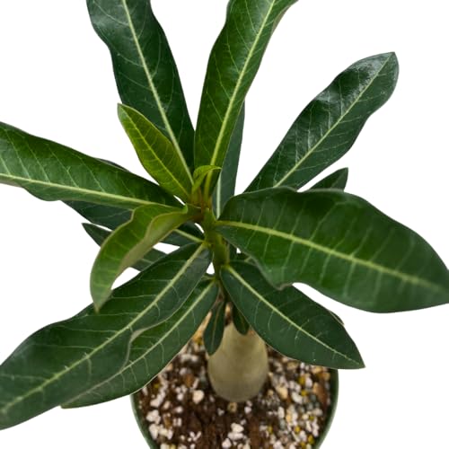 BubbleBlooms Desert Rose Sleeping Beauty in a 4 inch Pot Extremely Rare Flower