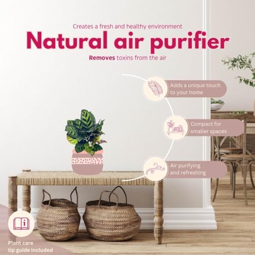 BubbleBlooms Calathea Makoyana, Peacock Plant in a 4 inch Pot Cathedral Calathea, Prayer Plant