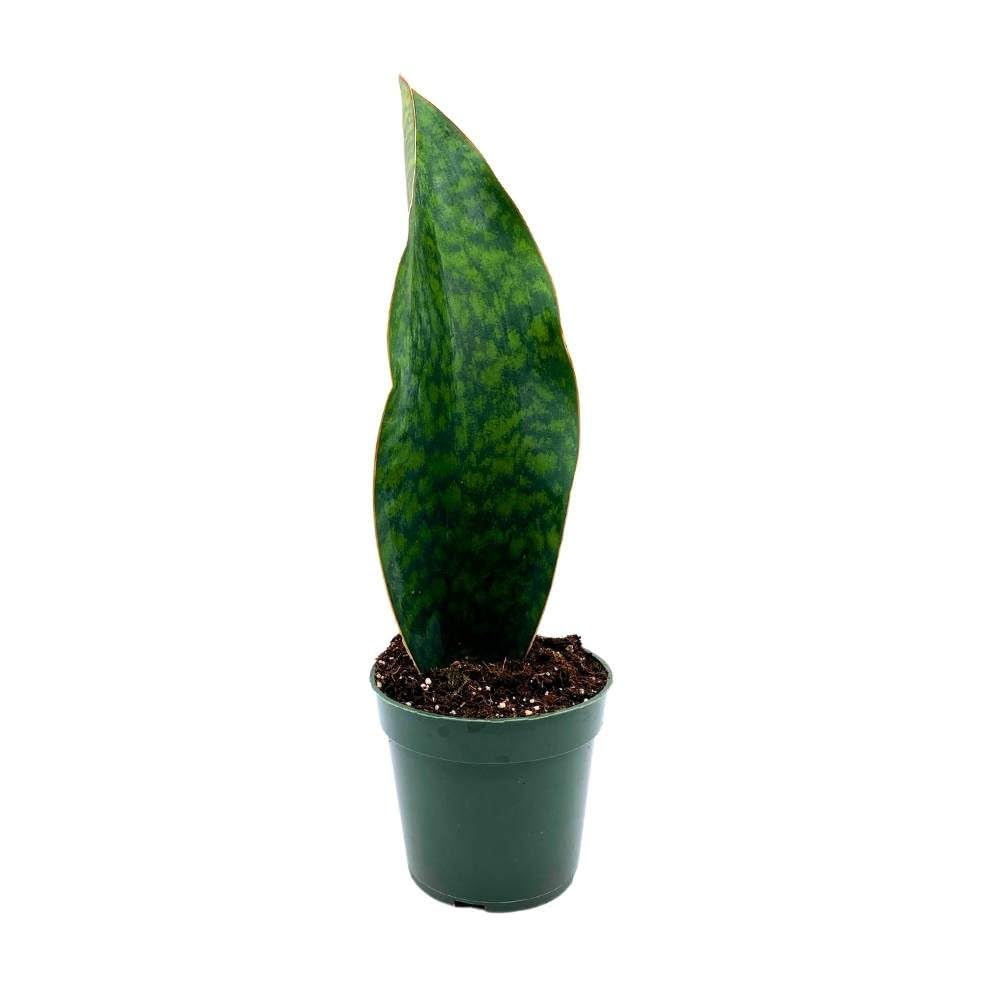 BubbleBlooms Whale Fin Sansevieria Masoniana Snake Plant in a 4 inch Pot