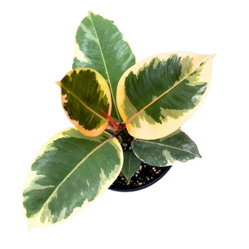 BubbleBlooms Ficus elastica Tineke Variegated 6 inch India Rubber Tree Decora Fig Plant