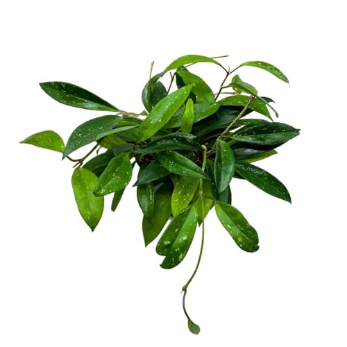 BubbleBlooms Hoya Pubicalyx in a 6 inch Pot Silver Speckled Splash