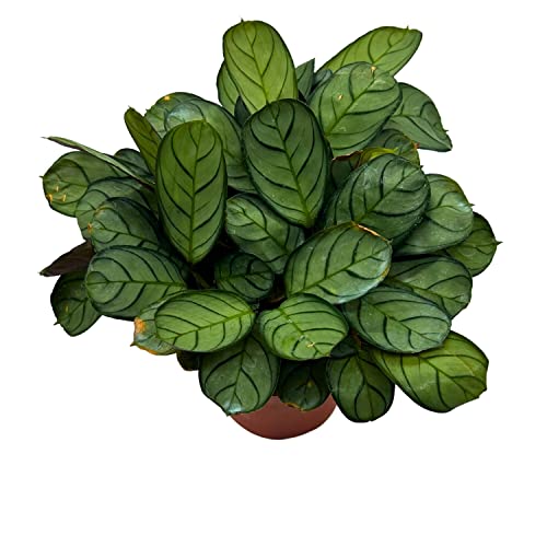 BubbleBlooms Calathea Burle Marxii in a 4 inch Pot Fishbone Prayer Plant
