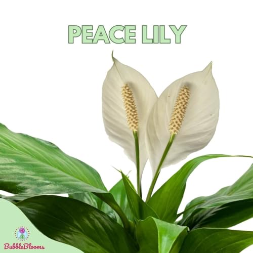BubbleBlooms Peace Lily in a 4 inch Pot Spathiphyllum Wallisii, White Sails, Spathe Flower