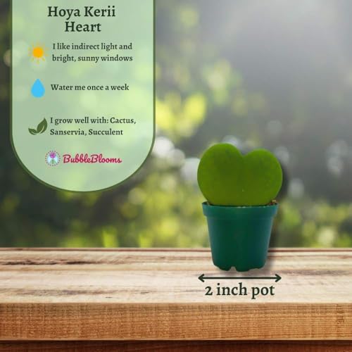 BubbleBlooms Hoya Kerrii Green Heart 12-Pack 2 inch Single Leaf No Node Sweetheart Mother's Day Valentine's Day Plant