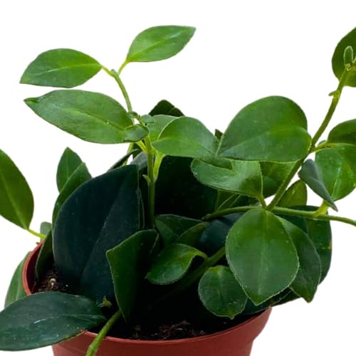 BubbleBlooms Lipstick Plant in a 4 inch Pot Lip Stick Vine Aeschynanthus radicans