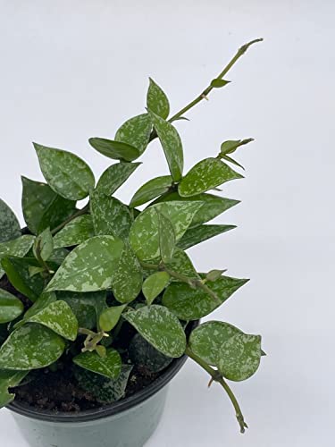 BubbleBlooms Hoya Krohniana in a 4 inch Pot Silver Splash Variegated, Rare Hoya