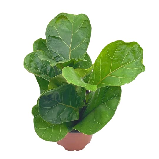 Ficus lyrata Bambino, 4 inch, Dwarf Fiddle Leaf Fig Tree