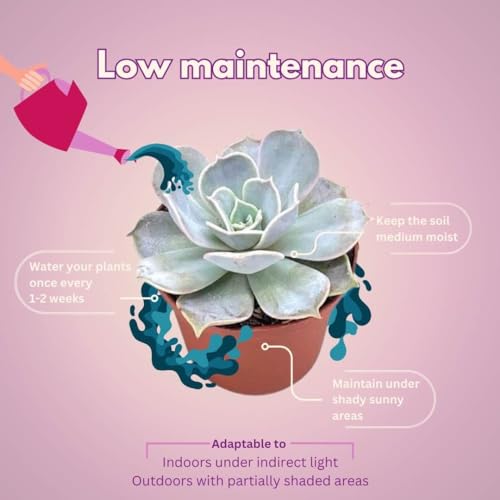 BubbleBlooms Echeveria Succulent Assortment, 3 inch Potted Live Variety Set