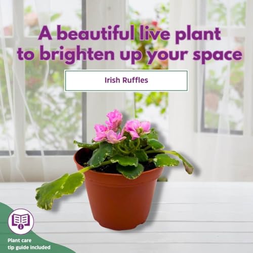 Harmony Foliage African Violet Variegated Irish Ruffles in a 4 inch Pot Pink Flower