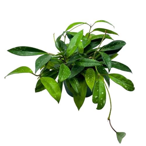 BubbleBlooms Hoya Pubicalyx in a 6 inch Pot Silver Speckled Splash