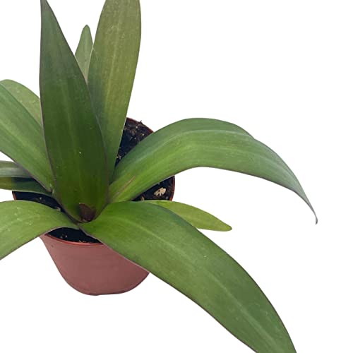 BubbleBlooms Green Moses in The Cradle in a 2 inch Pot Tradescantia spathacea Tiny Mini Pixie Plant