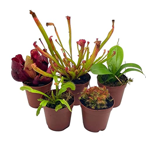 carnivorous plant pot BubbleBlooms Carnivorous Plant Assortment Set, 5 Live Different Plants – Florida House Plants
